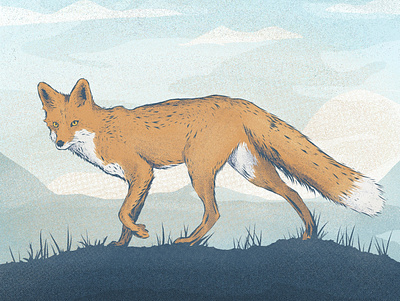 Fox adobe fresco adobefresco animal design fox fresco illustration ipad vector wildlife