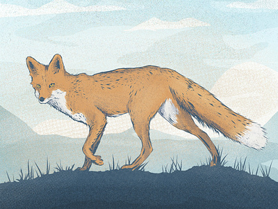 Fox