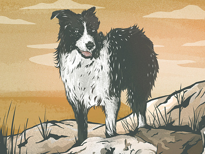 Sheepdog adobe fresco animal dog fresco illustration ipad sheepdog vector wildlife