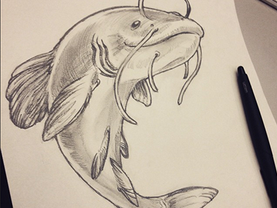 Catfish Sketch