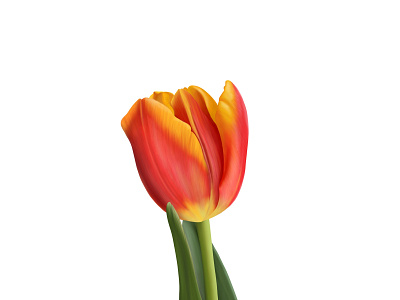 Realistic tulip illustration