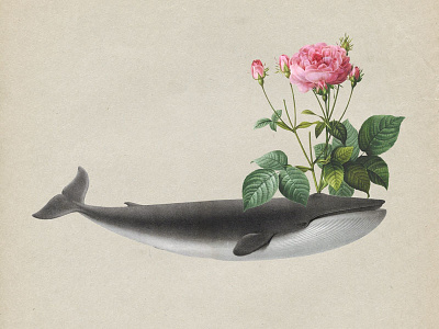 17 Blow collage rose strng vintage whale