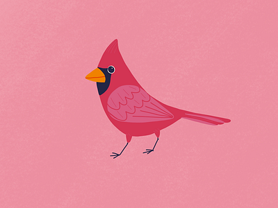 Cardinal is birdillustratios flatdesign