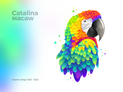 Macaw graphic design graphic design illustration macaw vector