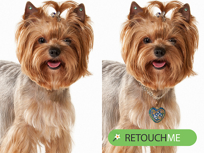 Add collar add collar animal app collar dog dog collar faceapp photoeditor retouch