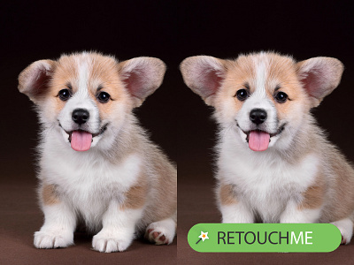 Make ears the same size animals app faceapp photoeditor retouch retouchme selfiepost