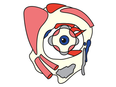 Eye anatomy body eye medical occhio
