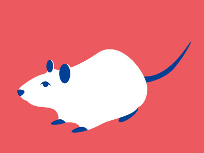 lab rat guinea lab mouse pig rat