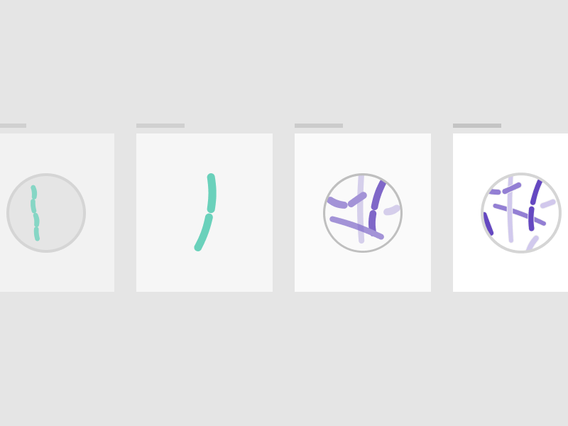 Probiotics process iterations illustration bacteria probiotics