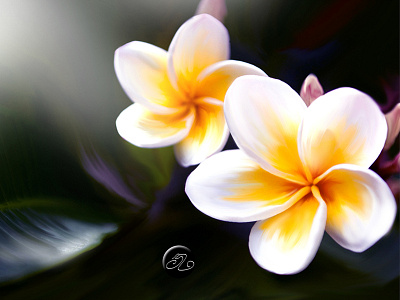 (Digital painting)""Plumeria Flower""