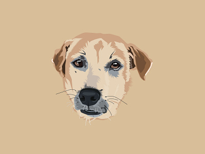 Aspin Dog illustration vector