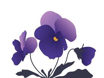 Vector Illustration of Pansy flower flower illustration pansy spring vector