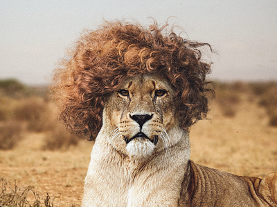 Curls rock amplifier creative curls hair hair style lioness manipulation photo manipulation photoshop surreal