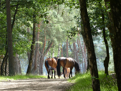 Can you ride horses in Kauai?