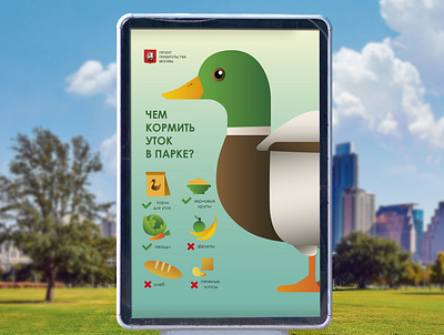 Poster "What to feed ducks in the park?" branding design graphic design illustration poster duck typography ui vector