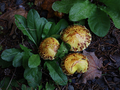 Forest Mushrooms canada close-up forest fungi mushrooms nature quebec