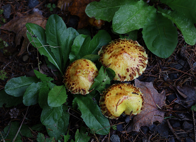 Forest Mushrooms canada close up forest fungi mushrooms nature quebec