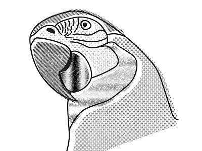 Arara arara artwork aves draw illustration illustration art ilustración ilustração macaw truegrit