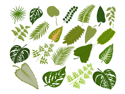big set of tropical leaves africa caribbean enviroment flora foliage green leaves greenery jungle leaves monstera nature palm leaves palm trees rainforest travel tropic tropical tropical forest tropical leaves wildlife