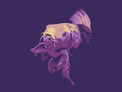 Koi carp fish koi swim