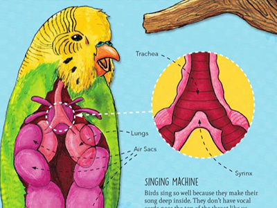 Dribble animals bird burst illustration lands nonfiction