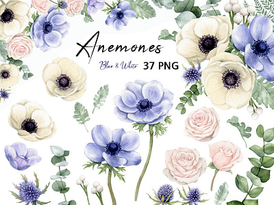Watercolor anemone flower clipart