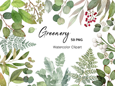 Watercolor Eucalyptus greenery Clipart