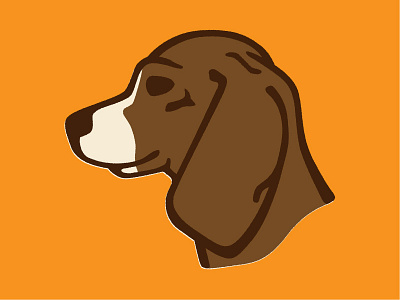 Bear the Beagle beagle dog hound
