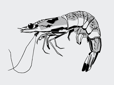 Skrimpy Skrimps 50s 60s 70s illustration retro seafood shrimp texture