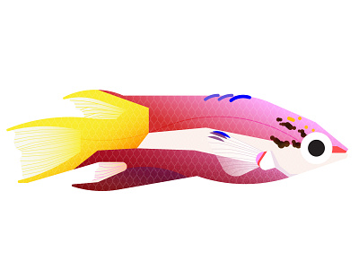 Cuban Hogfish animal aquarium aquatic biology fish flat geometric graphic hawaiian fish hogfish illustration marine nature ocean science scientific illustration simple texture wrasse