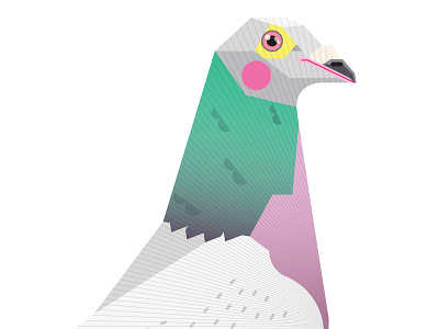 Pigeon Close-up animal bird bird species color design flat geometric geometric shapes gradients graphic illustration modern nature patterns pigeon pigeons stylised texture vector