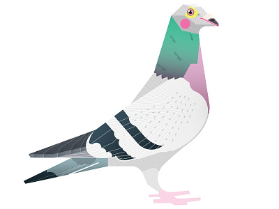 Pigeon