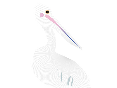 White Pelican american animal biology bird birdwatching design geometric graphic illustration minimal modern nature ornithology pelican simple species texture vectorial white wings