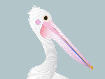 Pelican close-up animal animal illustration biology bird bird illustration birds colors flat illustration geometric graphic illustration illustration art illustration design illustration digital minimal nature pelican vector