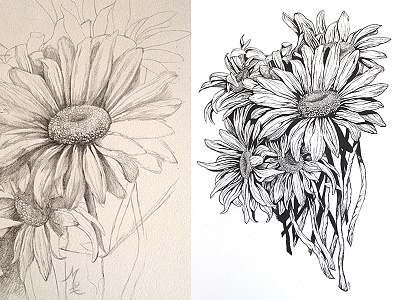 Daisies process daisies illustration ink pencil sketchbook