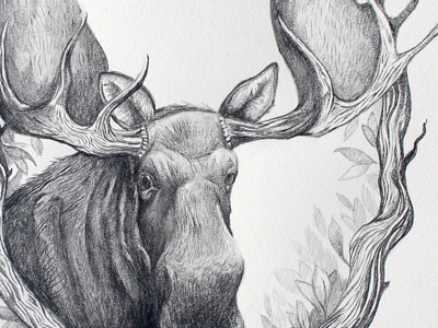 Moose, no squirrel illustration moose pencil