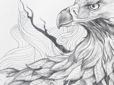 Eagle graphite illustration pencil drawing