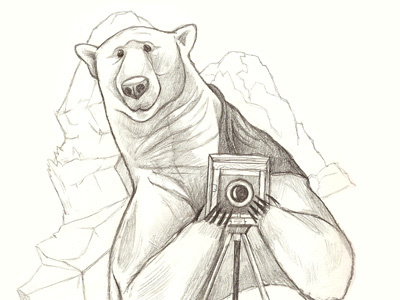 Polar camera cards christmas illustration pencil drawing polar bear polar bear illustration sketch