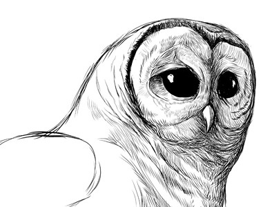 Barred barred owl illustration owl owl illustration