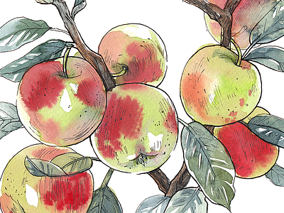 Autumn days apple autumn fall fruit garden illustration nature painting watercolor