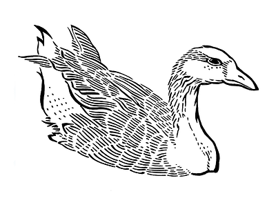 Duck adobe illustrator brand concept design illustration logo vector