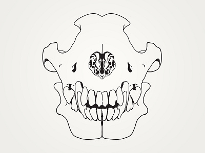 Skull Illustration branding design graphics illustration illustrator logo skull