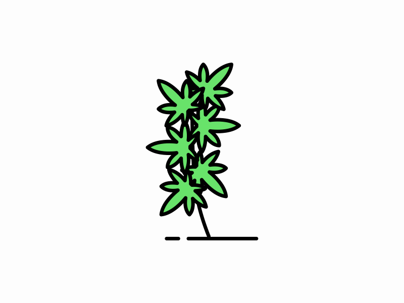 Weedly Plant ae cannabis cbd farm gif illustration leaf marijuana plant sativa thc weedly