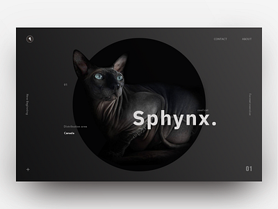 Format exercise black cat clean landing page minimalism product page ui ux visual design web
