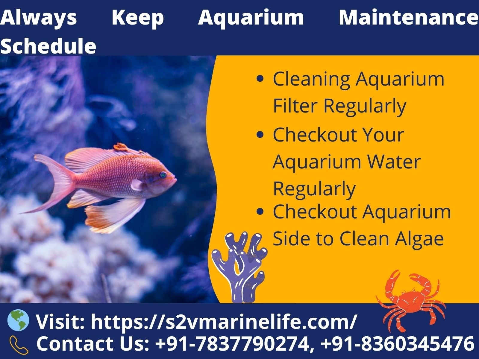 Always Keep Aquarium Maintenance Schedule By S2Vmarinelife On Dribbble   Always Keep Aquarium Maintenance Schedule 4x 