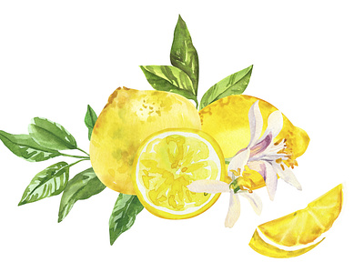 Lemons sketch art citrus food illustration fruits hand painted illustration juicy lemons nature painting raw sketch watercolor yellow