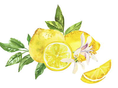 Lemons sketch