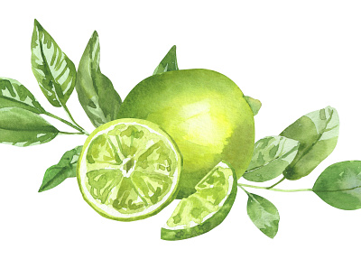 Limes with leaves art citrus food illustration fruits green hand painted illustration lime nature packaging design painting simple sketch slice watercolor