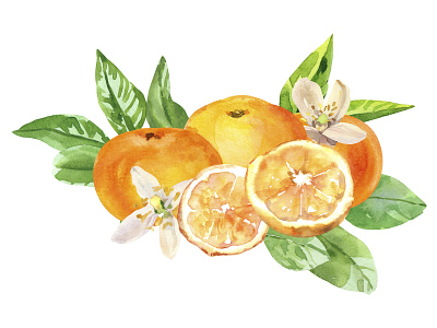 Oranges with flowers art botanical citrus flowers food illustration hand painted illustration orange painting realistic illustration sketch tangerine traditional watercolor