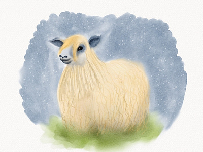 Night sheep animal character design children illustration digital watercolor illustration night procreate sheep